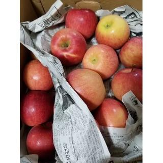 【送料無料】山形産　早生ふじリンゴ　約10㎏　数量限定(フルーツ)