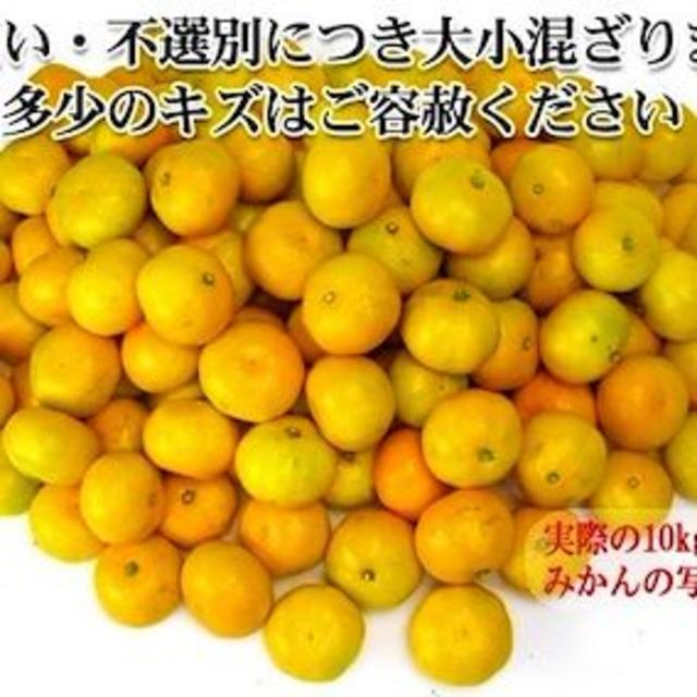 【送料無料】愛媛みかん激安セール　農家直送　極早生 愛媛みかん 5kg  食品/飲料/酒の食品(フルーツ)の商品写真