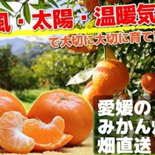 【送料無料】愛媛みかん激安セール　農家直送　極早生 愛媛みかん 5kg (フルーツ)