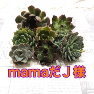 mamaだＪ様専用 多肉植物(その他)