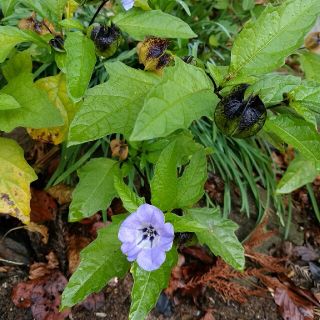 お花の種(その他)