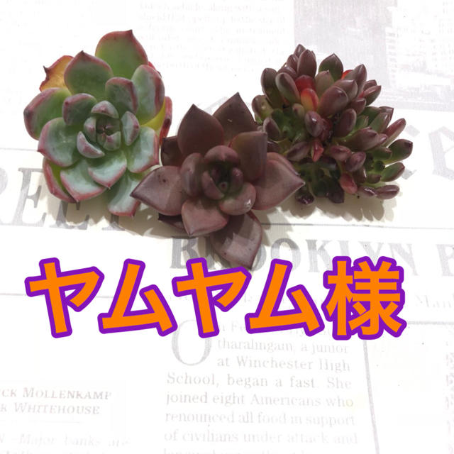 ヤムヤム様専用 多肉植物 ハンドメイドのフラワー/ガーデン(その他)の商品写真