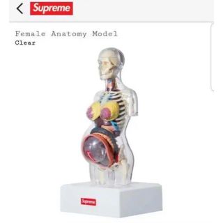 supreme female anatomy model(置物)