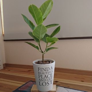  観葉植物 フィカス・アルテシーマ 陶器鉢付(その他)