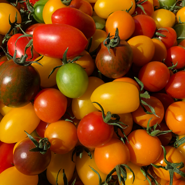カラーミニトマトミックス  1キロ 食品/飲料/酒の食品(野菜)の商品写真