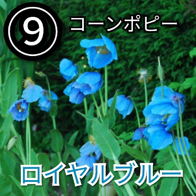【ポピー⑨】コーンポピーロイヤルブルー　種子30粒 ハンドメイドのフラワー/ガーデン(その他)の商品写真