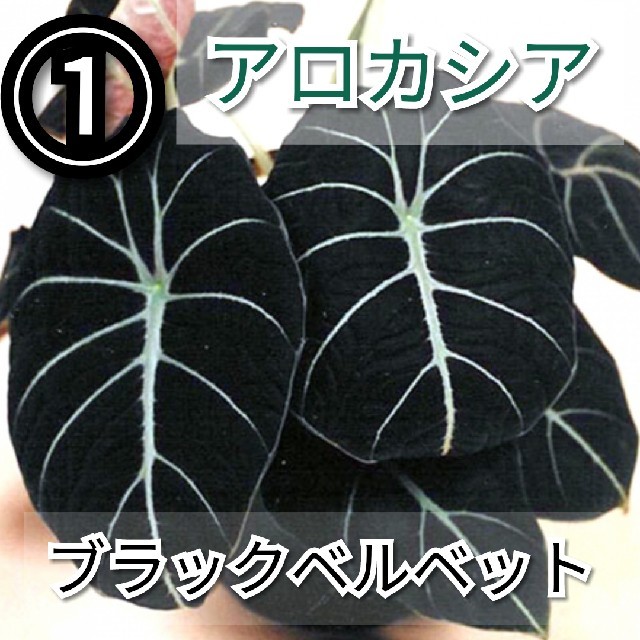 【アロカシア①】ブラックベルベット (reginula) 種子5粒 ハンドメイドのフラワー/ガーデン(その他)の商品写真