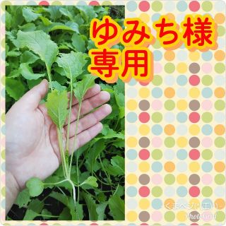 お野菜コンパクト便 ゆみち様(野菜)