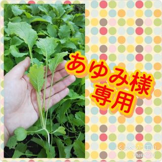 野菜詰め合わせ あゆみ様(野菜)