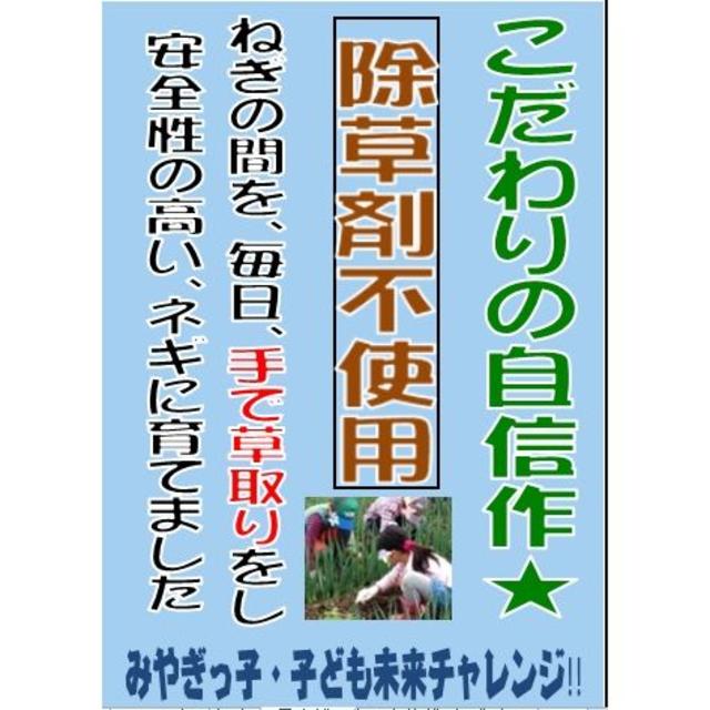 ■産直■ ジョージねぎ(長ネギ)・土付き　20本前後（20本補償） 食品/飲料/酒の食品(野菜)の商品写真