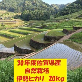 農家直送!無農薬!自然栽培!30年度佐賀県産!「伊勢ヒカリ」玄米２０ｋｇ(米/穀物)