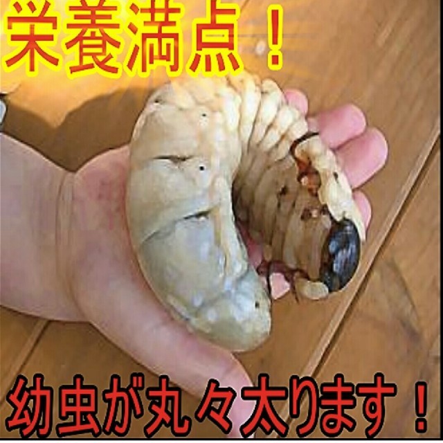 カブトムシ幼虫の餌！栄養価抜群！ヒマラヤひらたけ発酵マット 幼虫がビッグサイズに その他のペット用品(虫類)の商品写真