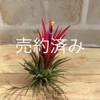 エアープランツ♡ イオナンタ♡ 多肉植物♡(プランター)