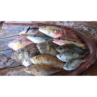 対馬の雑魚三昧干物セット（豊漁につき2.5ｋｇに増量中！！）(魚介)