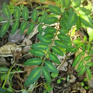 山椒の苗(野菜)