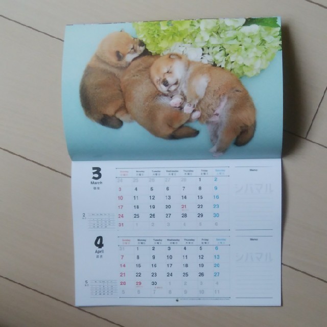 柴犬　子犬　2019カレンダー インテリア/住まい/日用品の文房具(カレンダー/スケジュール)の商品写真