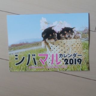 柴犬　子犬　2019カレンダー(カレンダー/スケジュール)