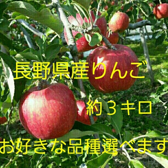 農家直送☆長野県産りんご 家庭用約３キロ 食品/飲料/酒の食品(フルーツ)の商品写真