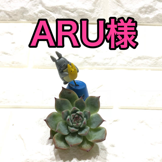 ARU様専用 多肉植物 ハンドメイドのフラワー/ガーデン(その他)の商品写真