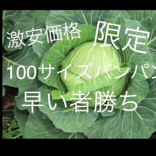 無農薬キャベツ100サイズ入るだけ(野菜)