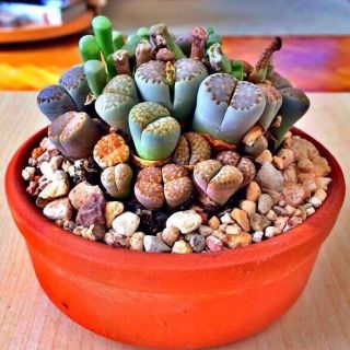 特価 800円 リトープス の種mix 20粒 多肉植物 種  (その他)