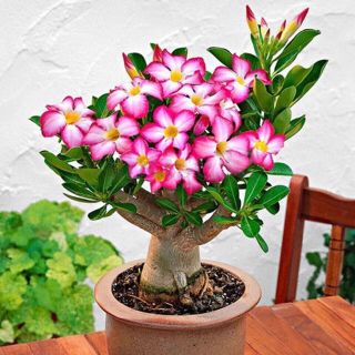 1000円  砂漠の薔薇 アデニウム オベスム  の種10粒 多肉植物 塊根植物(その他)