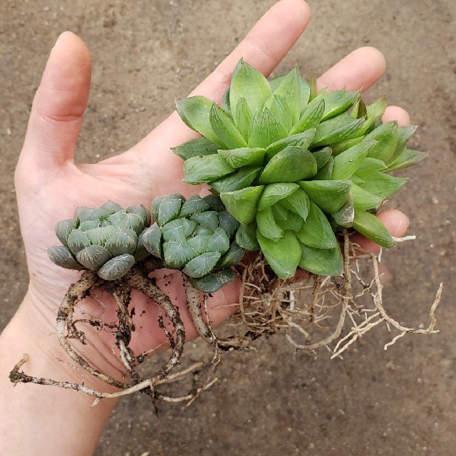 多肉植物 ハオルチア 名前不明 抜き苗 ハンドメイドのフラワー/ガーデン(その他)の商品写真