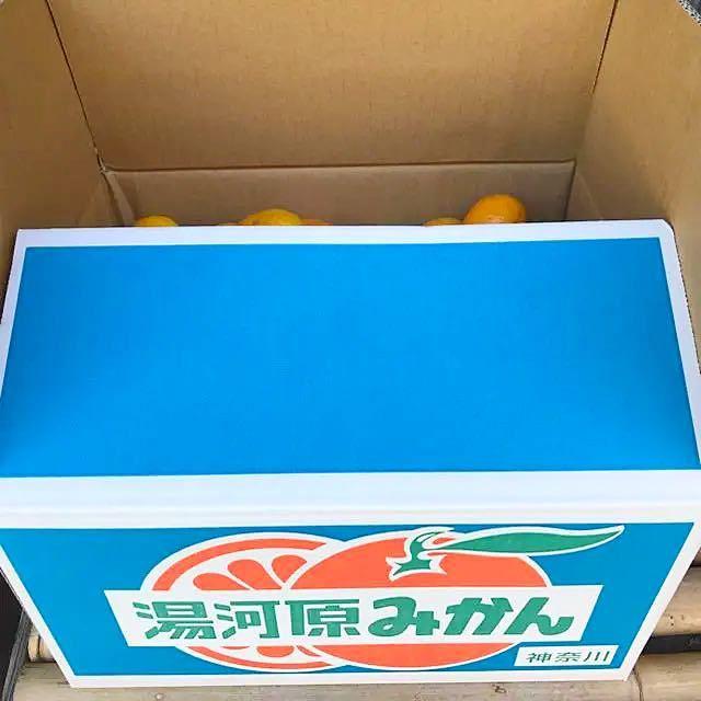 限定１箱★訳あり 神奈川県湯河原産 産直 早生みかんSサイズ以下10kg箱込み 食品/飲料/酒の食品(フルーツ)の商品写真