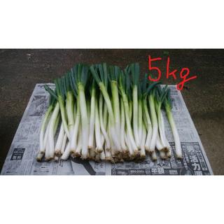 特別栽培野菜　長ねぎ　5kg　（山形県産）　(野菜)