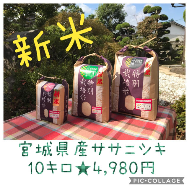 新米☆大粒☆特A取得☆宮城県産ササニシキ10キロ 食品/飲料/酒の食品(米/穀物)の商品写真