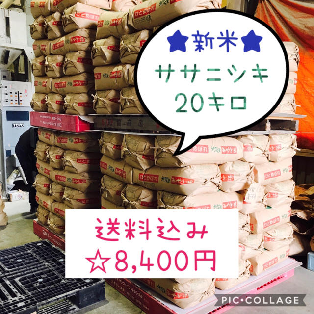 食品新米☆大粒☆特A取得☆宮城県産ササニシキ20キロ