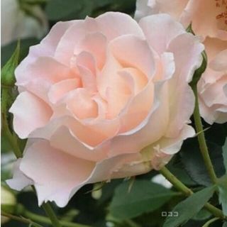 ロココ 挿し木苗②(その他)