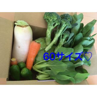 野菜詰め合わせ 自家栽培 60サイズ(野菜)