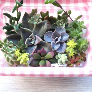 ✨14種類 多肉植物 カット苗セット✨(その他)