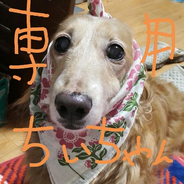 ちぃちゃん専用 その他のペット用品(犬)の商品写真