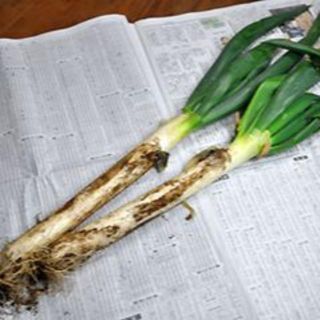 特別栽培野菜　長ねぎ（泥付き）　5kg　（山形県産）(野菜)