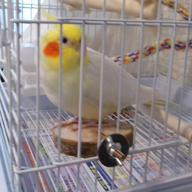 インコが大好きな、まるい止まり木 直径約7.5cm ナチュラル その他のペット用品(鳥)の商品写真