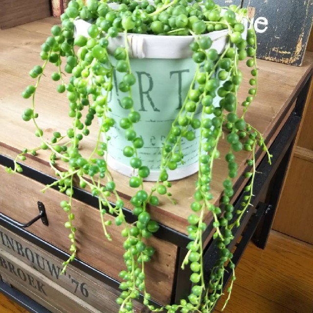写真の鉢カバープレゼント 多肉植物グリーンネックレス の通販 By トランク S Shop ラクマ