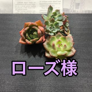 ローズ様専用♡多肉植物(その他)