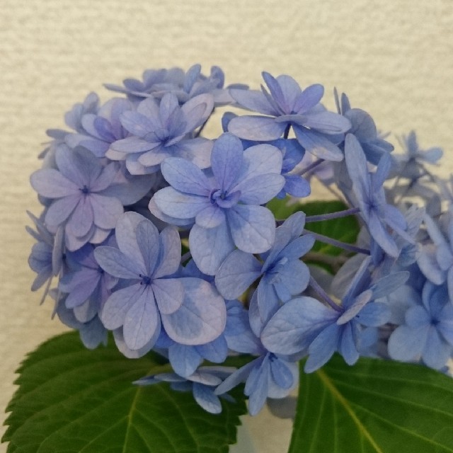 ☆決算特価商品☆ 花 その他 - davidbralizz.com