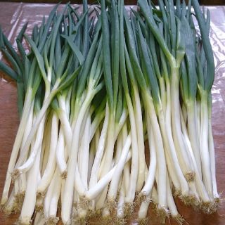 白ネギ4キロ(岩津ネギ)(野菜)