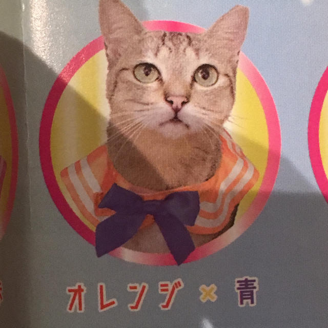 ねこのセーラー服 その他のペット用品(猫)の商品写真