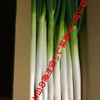 白ネギ5キロ、箱入れでお送りします。(野菜)