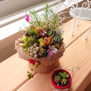 クリスマス寄せ植え◆多肉寄せ植え 多肉アレンジ 鉢カバー&ミニ多肉つき(その他)