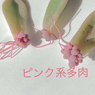 多肉植物♡赤ちゃん3個(その他)