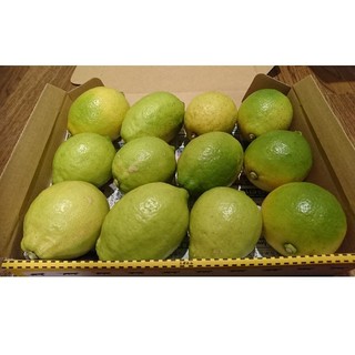 広島県大崎下島産 無農薬グリーンレモン 1.5キロ以上(フルーツ)