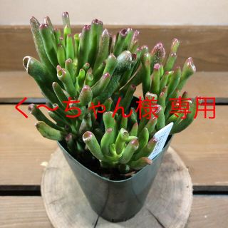 クラッスラ〝ゴーラム〝(その他)