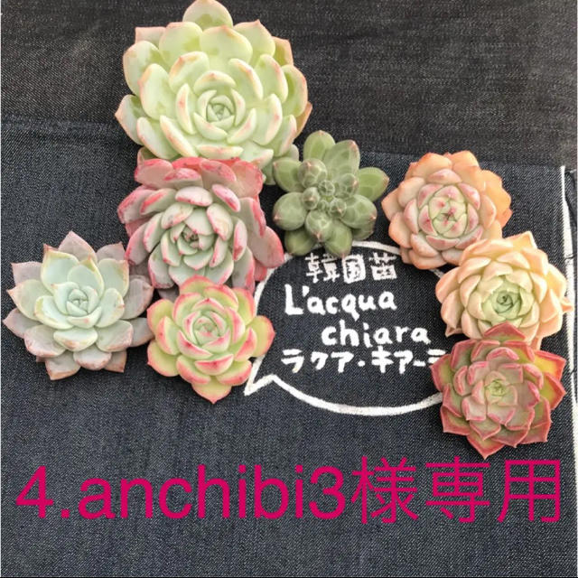 4.anchibi3様専用  多肉植物 ハンドメイドのフラワー/ガーデン(その他)の商品写真