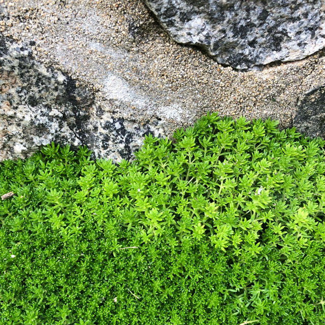 緑の絨毯(*ˊ˘ˋ*)♪多肉植物☆セダム☆抜き苗 ハンドメイドのフラワー/ガーデン(その他)の商品写真