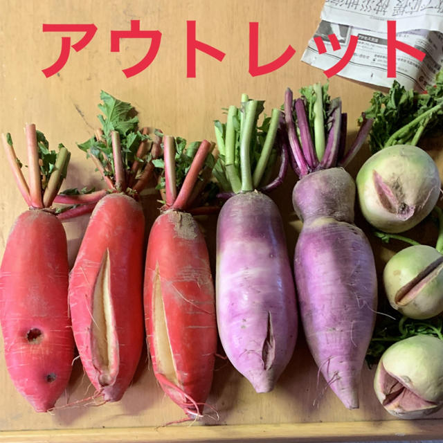 大根 アウトレット 食品/飲料/酒の食品(野菜)の商品写真